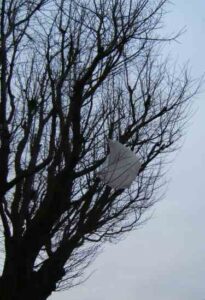 The End of the Plastic Bag? Image